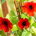 Tunbergia oplecie twój balkon i płot bajecznymi kwiatami. Będzie cieszyć oko do późnej jesieni