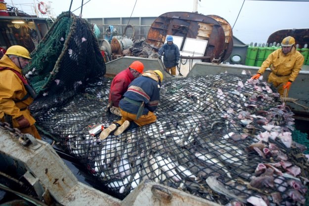 Tuńczyk błękitnopłetwy, dorsz atlantycki, węgorz europejski i sola są zagrożone /AFP