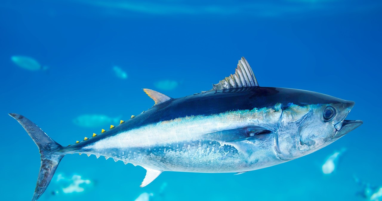 Tuńczyk jest najdroższą rybą na świecie /123RF/PICSEL