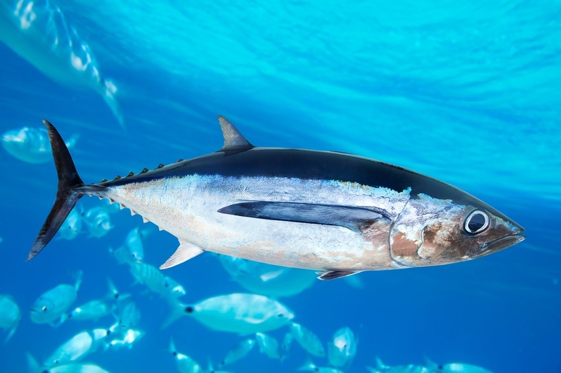 Tuńczyk jest rybą z rodziny makrelowatych. Cechuje się opływowym kształtem ciała i ogonem przypominającym półksiężyc. /123RF/PICSEL