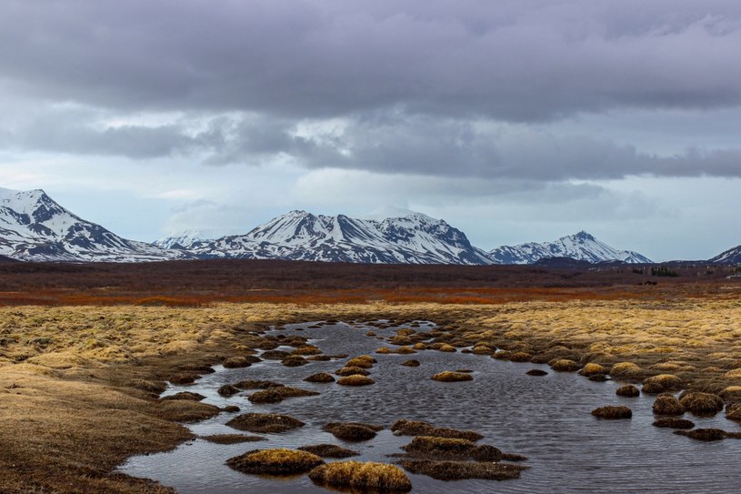 Tundra to wyjątkowy ekosystem, który jest domem dla unikalnej mieszanki flory i fauny /Unsplash