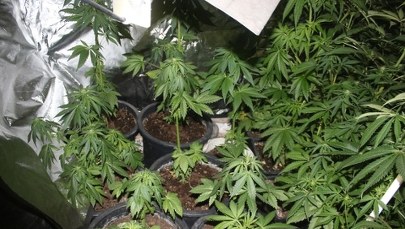 Tunel w sianie prowadził do narkotyków 