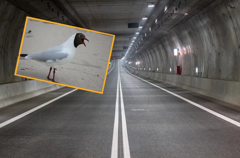 Tunel w Świnoujściu okazał sie pułapką dla mew i gołębi /PIOTR JEDZURA/REPORTER /Agencja SE/East News
