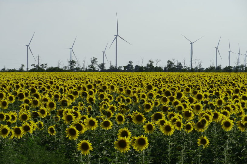 Turbiny wiatrowe w Melitopolu /Stringer/Anadolu Agency /Getty Images
