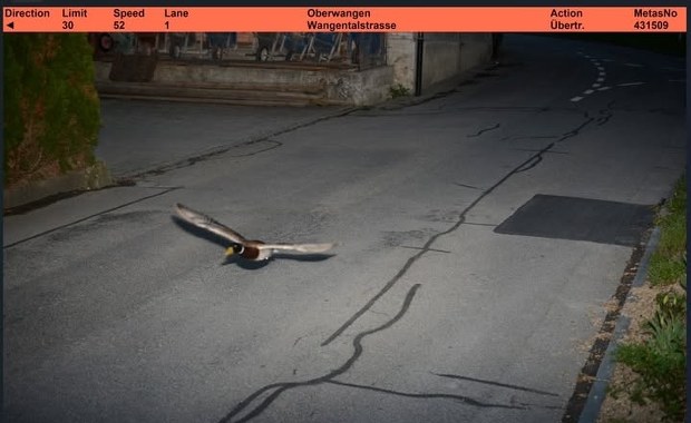 Turbo-kaczka. Zdjęcie z fotoradaru hitem internetu