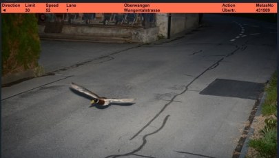 Turbo-kaczka. Zdjęcie z fotoradaru hitem internetu