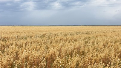 Turcja chce się dogadać z Rosją ws. zboża z Ukrainy. Zełenski ma inny pomysł 
