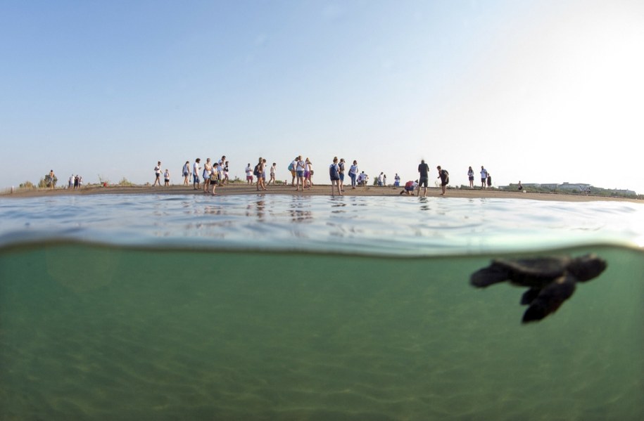 Turcja wprowadza nocne ograniczenia na plażach w celu ochrony żółwi morskich (Na zdjęciu ilustracyjnym mały żółw niedługo po wykluciu) /Tahsin Ceylan / Anadolu Agency/ABACAPRESS.COM /East News