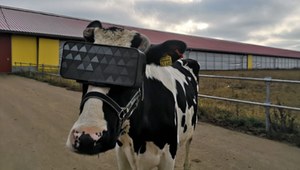 Turecki farmer wykorzystuje technologię VR, by jego krowy dawały więcej mleka – wziął przykład z rosyjskich hodowców?