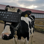 Turecki farmer wykorzystuje technologię VR, by jego krowy dawały więcej mleka – wziął przykład z rosyjskich hodowców?