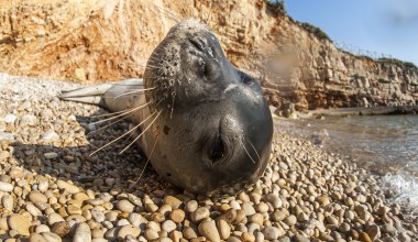Turyści dręczą rzadką fokę. Wyznaczono 1000 euro nagrody