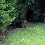 Turyści mogą przekroczyć granicę z Białorusią bez wiz