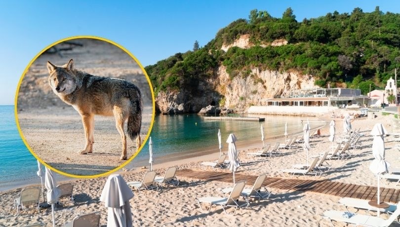 Dramat w greckim raju: Wilk rzucił się na plaży na 5-letnią dziewczynkę
