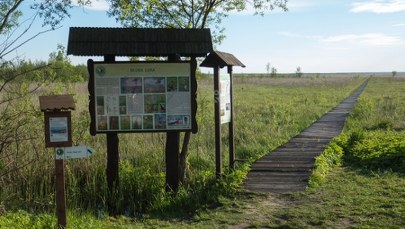 Turyści z Mazowsza utknęli na bagnach. Dramatyczna akcja ratunkowa  