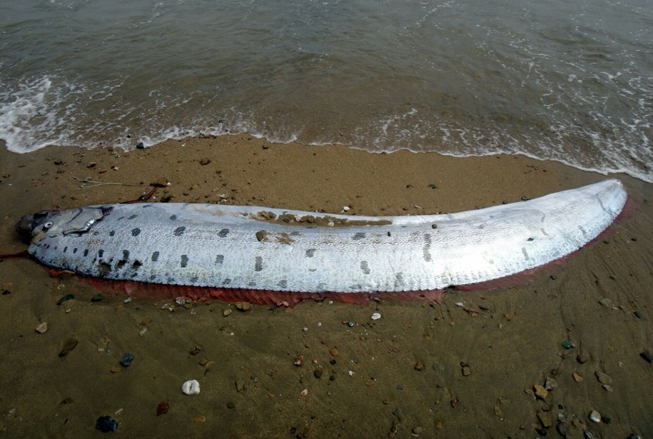 Dwie ryby "zwiastujące" kataklizmy znów znalezione na plaży