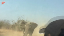 Turyści zostali przegonieni przez ogromnego słonia