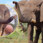 Turysta wlał piwo do trąby słonia. Jest dochodzenie