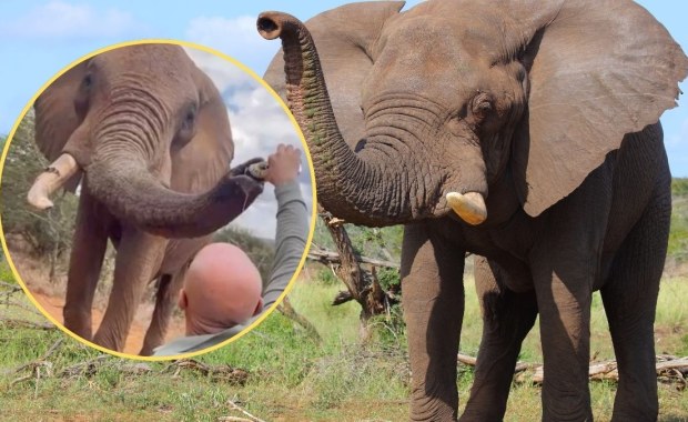 Turysta wlał piwo do trąby słonia. Jest dochodzenie