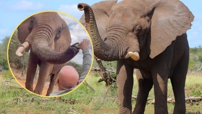 Turysta wlał piwo do trąby słonia. Jest dochodzenie
