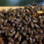 Turysta został użądlony ponad 100 razy. Teraz walczy o życie