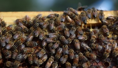 Turysta został użądlony ponad 100 razy. Teraz walczy o życie