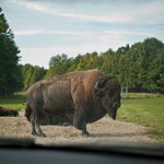 Turystka zaatakowana przez bizona amerykańskiego. Przerażające nagranie
