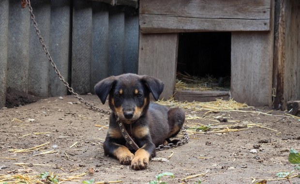 ​Tusk do Nawrockiego: I co ci psy zawiniły?