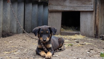 ​Tusk do Nawrockiego: I co ci psy zawiniły?