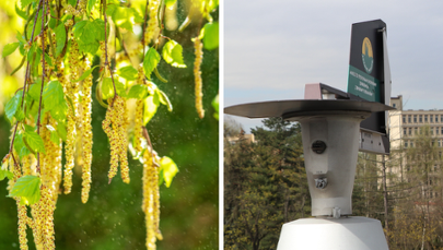 Tutaj monitorują stężenie pyłków. Sprawdź prognozę!