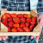 Twierdzą, że sprzedają polskie truskawki? Sprawdź to, a nie dasz się oszukać na bazarku
