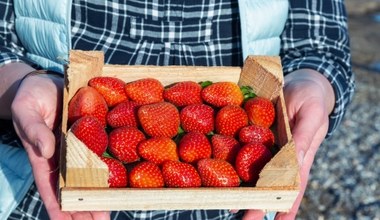 Twierdzą, że sprzedają polskie truskawki? Sprawdź to, a nie dasz się oszukać na bazarku
