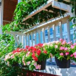 Twój balkon tonie w cieniu? 10 kwiatów, które go rozświetlą