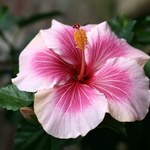Twój hibiskus nie chce kwitnąć? Powód jest tak banalny, że aż trudno uwierzyć