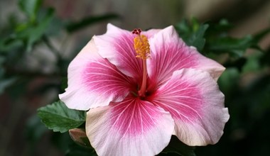 Twój hibiskus nie chce kwitnąć? Powód jest tak banalny, że aż trudno uwierzyć