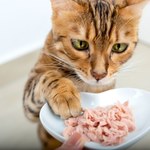 Twój kot ciągle domaga się jedzenia? To może być poważna choroba