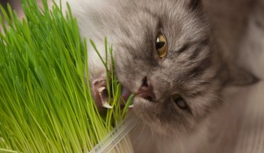 Twój kot je trawę? Zdziwisz się, dlaczego to robi 