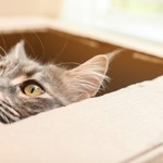 Twój kot kocha wchodzić do pudełek? Znamy powody