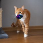 Twój kot lubi wkładać swoje zabawki do misek? Sprawdź, co to oznacza