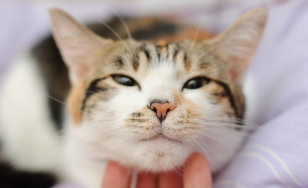 Twój kot mruczy więcej niż inne? Oto naukowe wytłumaczenie 