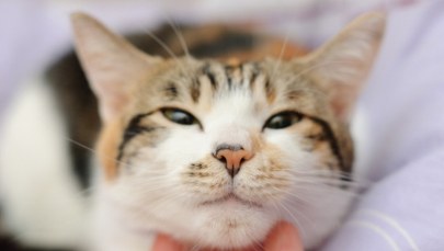 Twój kot mruczy więcej niż inne? Oto naukowe wytłumaczenie 