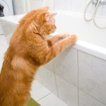 Twój kot robi tak w nocy? Sprawdź, co to może oznaczać 