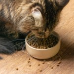 Twój kot tak zachowuje się przy misce? Nie ignoruj tego