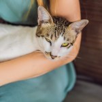 TikTok Twój kot wcale nie jest głupi. Viral z TikToka nie mierzy inteligencji
