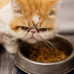 Twój kot woli ciepłe jedzenie? Wyjaśnienie może być zaskakujące