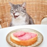 Twój kot zjada robaki, resztki z talerza i "co się nawinie"? To groźny nawyk