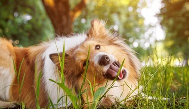 Twój pies je trawę? Sprawdź, dlaczego to robi. Powód zaskoczy niejednego właściciela 