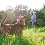 Twój pies krąży w kółko, zanim się załatwi? Oto co naprawdę oznacza to zachowanie