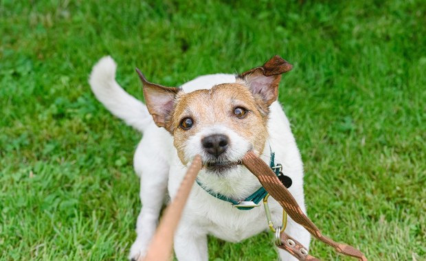 Twój pies może zanieczyszczać środowisko. Krople na pchły pod lupą naukowców