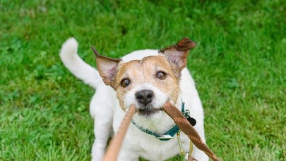 Twój pies może zanieczyszczać środowisko. Krople na pchły pod lupą naukowców