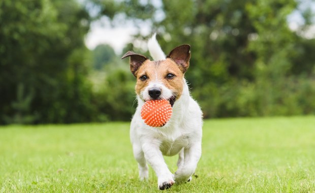 ​Twój pies nie rozstaje się z piłką? Sprawdź, czy nie jest uzależniony